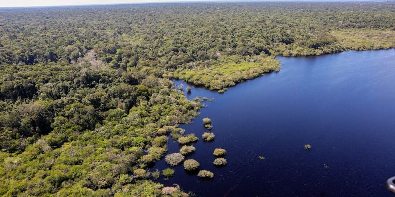 Vista aérea de mata densa às margens de um rio largo e escuro na Amazônia