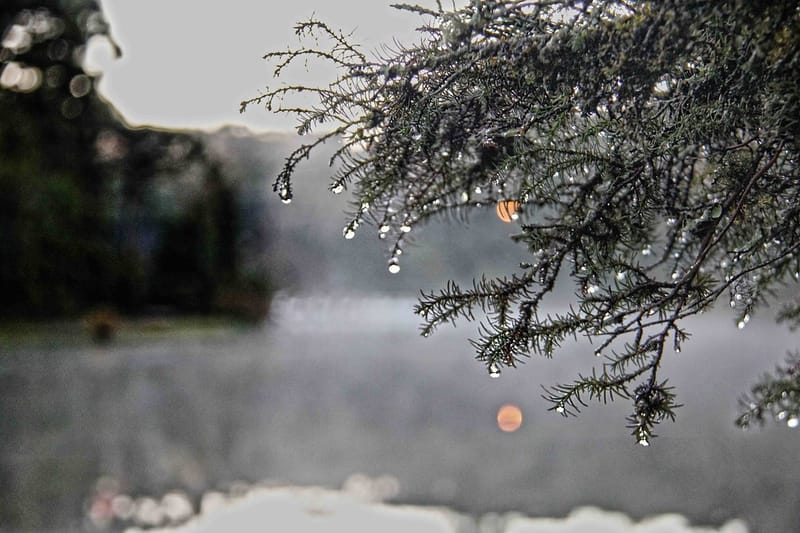 Gotas de orvalho penduradas em galhos de pinheiro, com lago coberto de neblina ao fundo, em Gramado (RS)