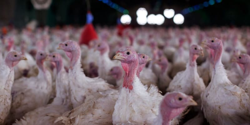 Dezenas de perus de penas brancas e cabeça rosada aglomerados dentro de um galpão de criação