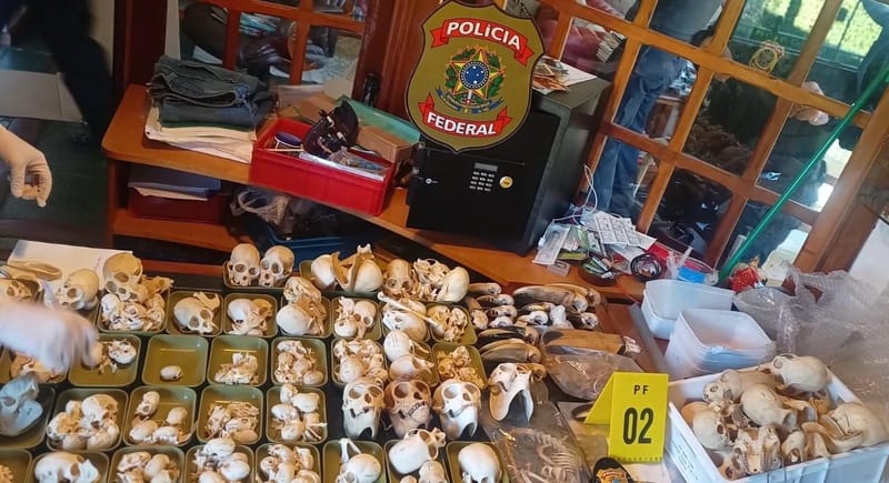 Crânios de animais organizados em bandejas sobre uma mesa, com o brasão da Polícia Federal e uma placa de evidência numerada ao fundo