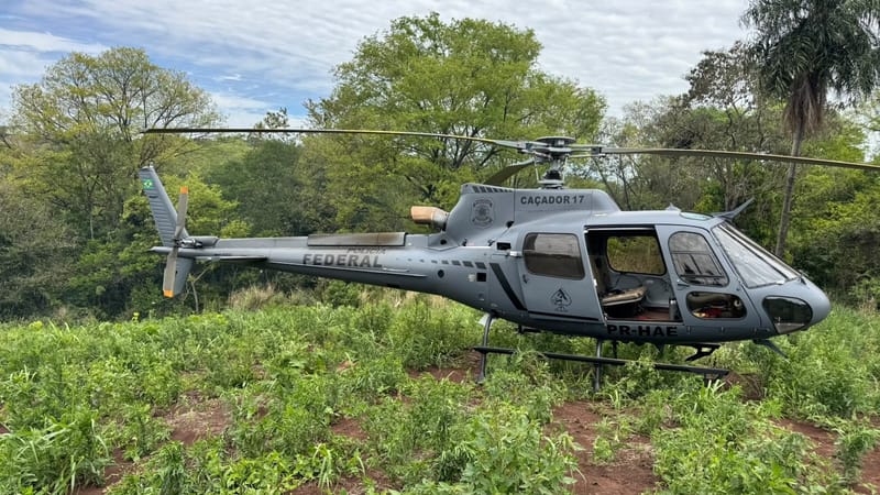 Helicóptero cinza da Polícia Federal, com a inscrição Federal, pousado em meio a uma plantação de maconha cercada de árvores
