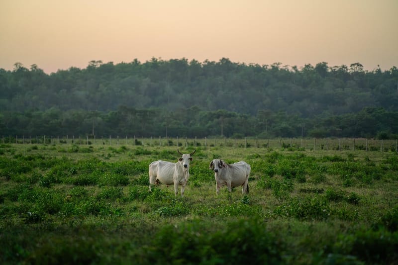 Dois bois brancos pastam num campo verde, com mata ao fundo e céu alaranjado ao entardecer