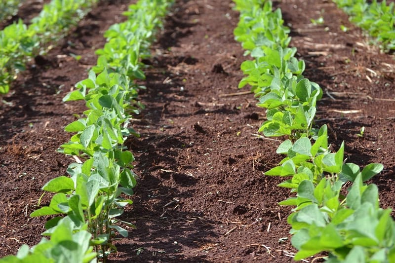 Fileiras de plantas jovens de soja de folhas verdes crescendo em solo vermelho-escuro