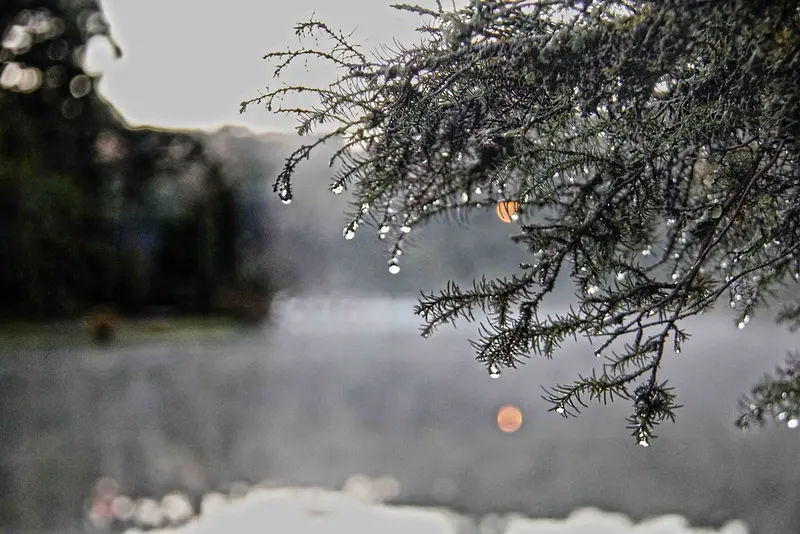 Gotas de orvalho penduradas em galhos de pinheiro, com lago coberto de neblina ao fundo, em Gramado (RS)